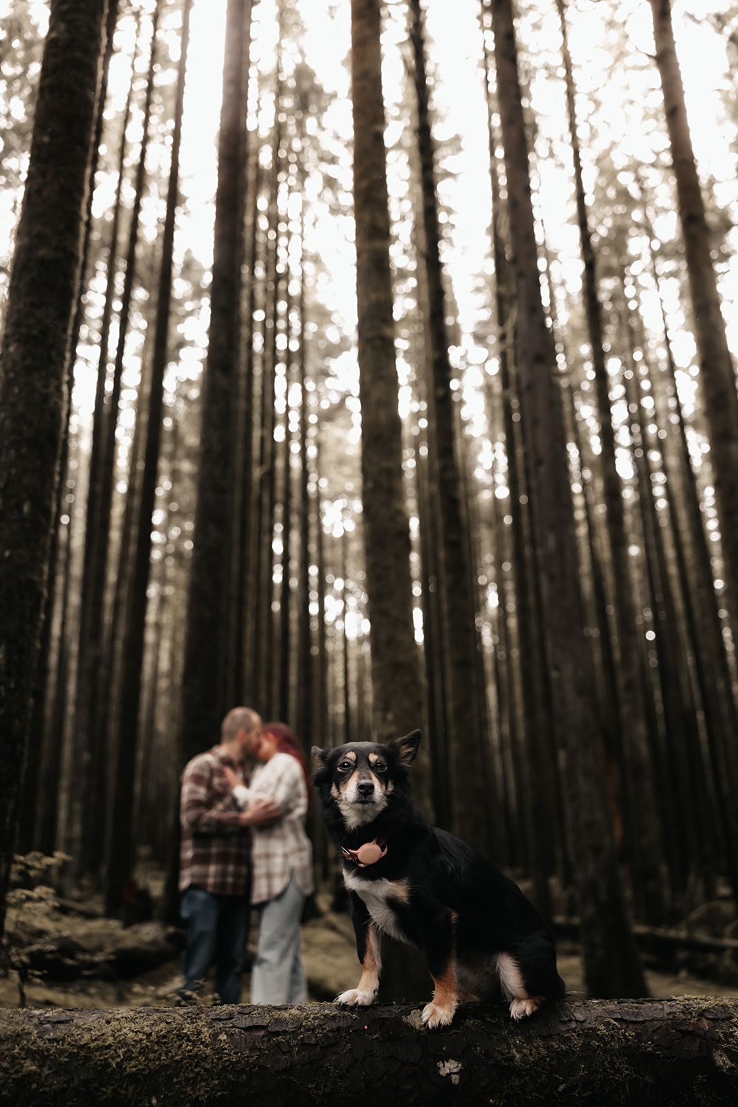 The dog stands confidently on a log, with the couple sharing a quiet moment in the background, making this a unique and heartwarming rainy engagement photo.